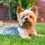 yorkshire terrier wesen4