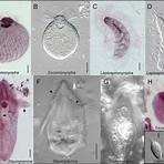 Are parabasalids a symbiotic organism?4