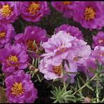 what is a moss rose plant family2
