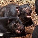 demonios de tasmania y su agresividad3