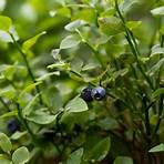 blueberries tree4