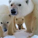 Polar Bear: Spy on the Ice Fernsehserie5