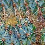 ferocactus robustus1