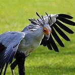 secretary bird facts pictures3