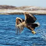 sea eagles4