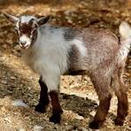 types of goats pictures4