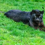 pantera negra hábitat3