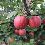 gourmet carmel apple orchard hill pa3