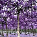 紫藤花種植方法2