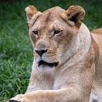 african lion pictures4