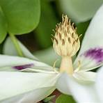What is the classification of Magnolia?3