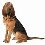 bloodhound jagdhund1