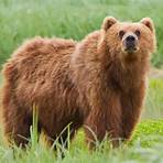 facts about grizzly bears1