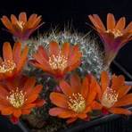 Flor de cactus4