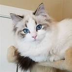 ragdoll cats for sale3
