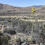 grapevine canyon anza borrego4