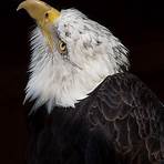 Eagle Pictures3