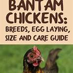 Bantam (chicken) wikipedia2