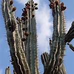organ pipe cactus1