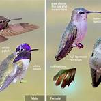 Southern Hummingbird4
