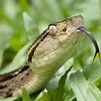 poisonous snakes1