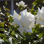 white rose varieties3
