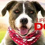 Life With Dog Film3