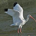 ibis blanco americano1
