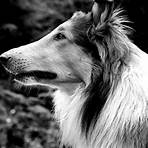 Lassie2