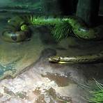 anaconda géant4
