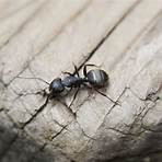 How do you identify carpenter ants?1