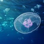 medusa común (aurelia aurita)3