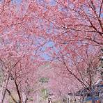 阿里山櫻花季4