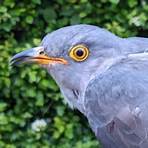 cuckoo ornithology2