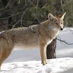 coyote1