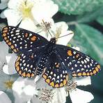 Black Butterflies3