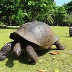 terrapin turtle4