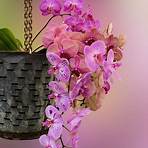 orchid flower photo4
