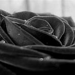 aesthetic black rose wallpaper3