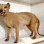 Thylacine1