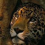 jaguar animal4