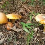 cogumelos comestíveis portugal1