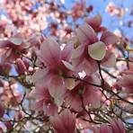 magnolia liliflora1