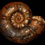 Ammonite5