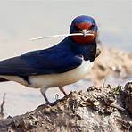 swallow bird5