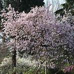 magnolia stellata rosea1