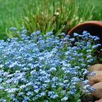 forget me not plant for sale3