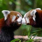 is red panda solitary animal crossing4