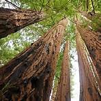 redwood tree identification3