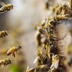 interesting facts about bees4